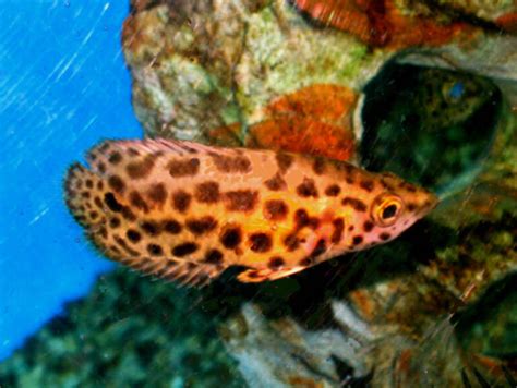 African Leaf Fish Care: Unique Predatory Aquarium Fish.